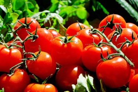 Kako paradajz da bude svjež i do 10 dana