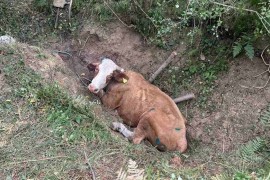 Banjalučki vatrogasci spasili kravu iz provalije