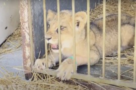 Pogledajte kako izgleda mladunče lava pronađeno na putu kod Subotice (VIDEO)