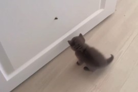Maca junakinja videa koji je nasmijao korisnike Twittera (VIDEO)