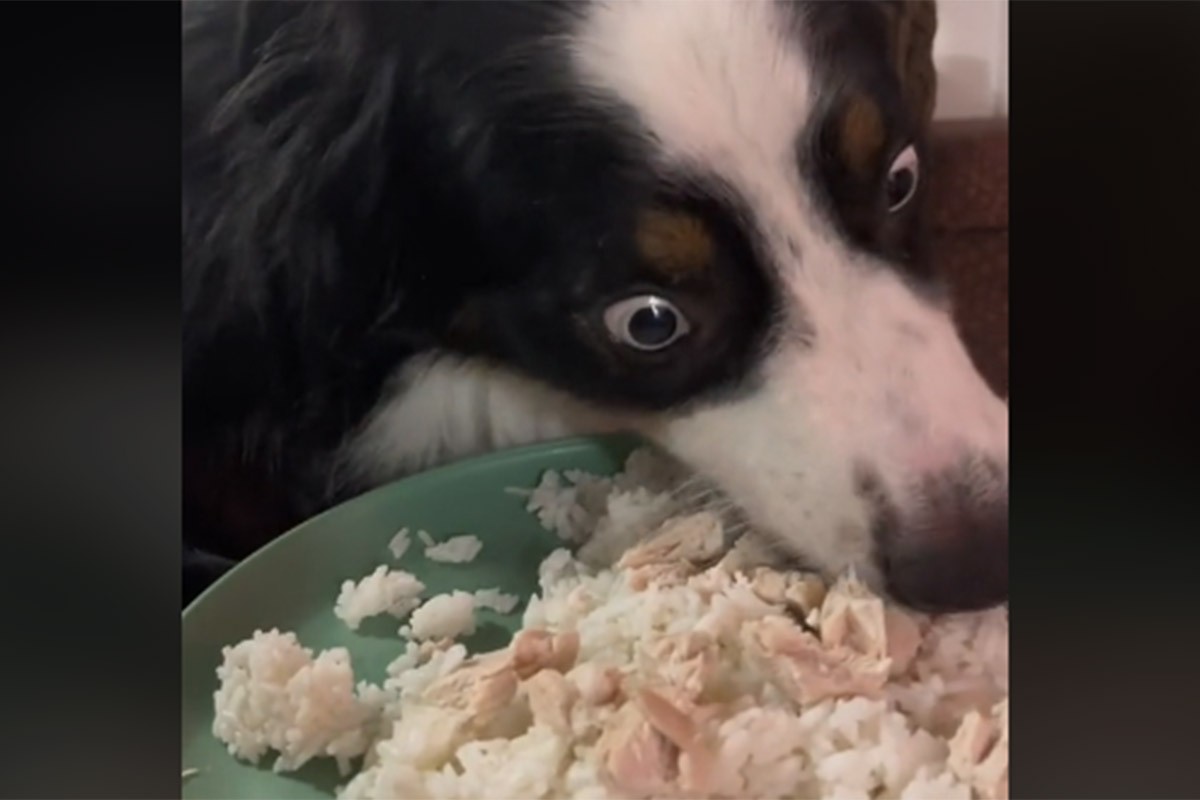 Vlasnici morali psu uvesti na posebnu dijetu, njegova reakcija je hit (VIDEO)