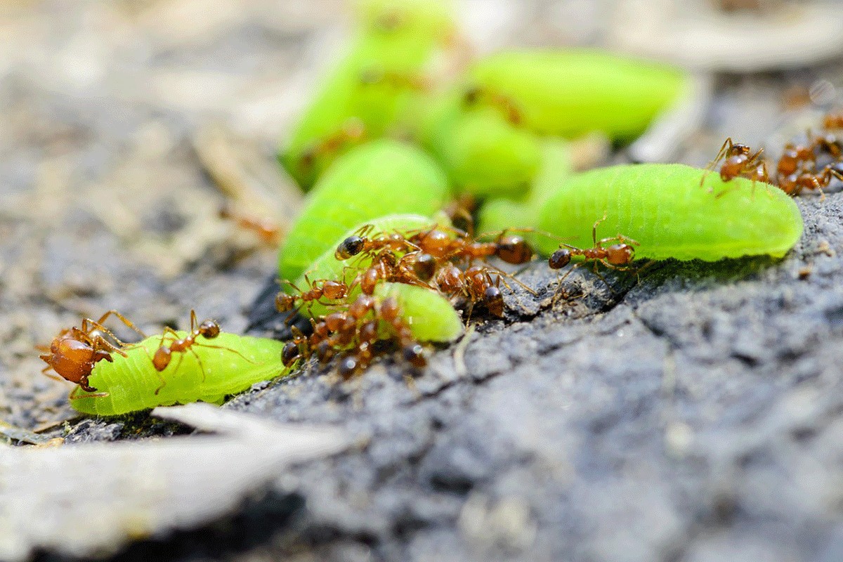 Crveni vatreni mravi stigli u Evropu, šire se alarmantno brzo