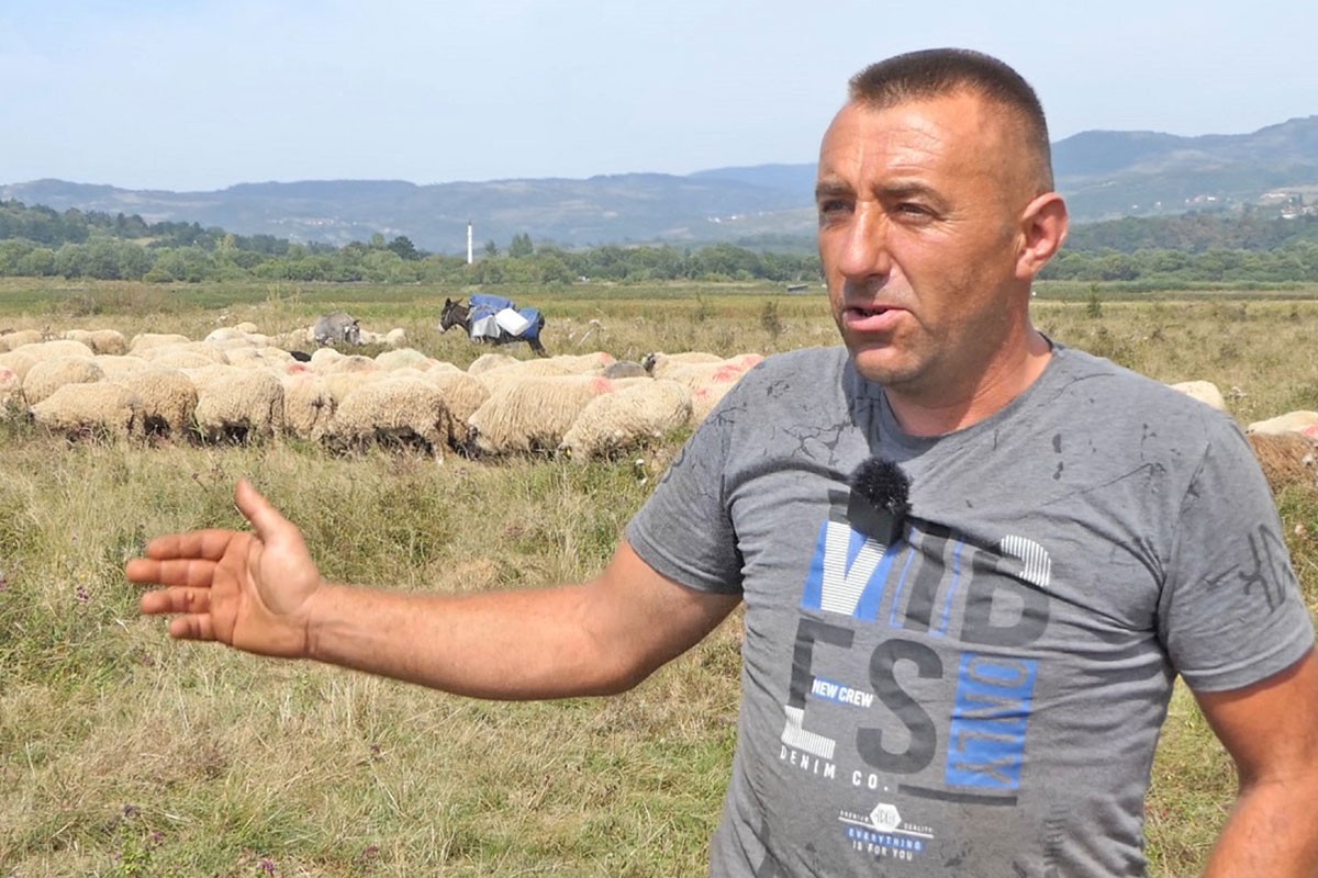 Stočar prodaje sve ovce i okreće se drugom biznisu (VIDEO)