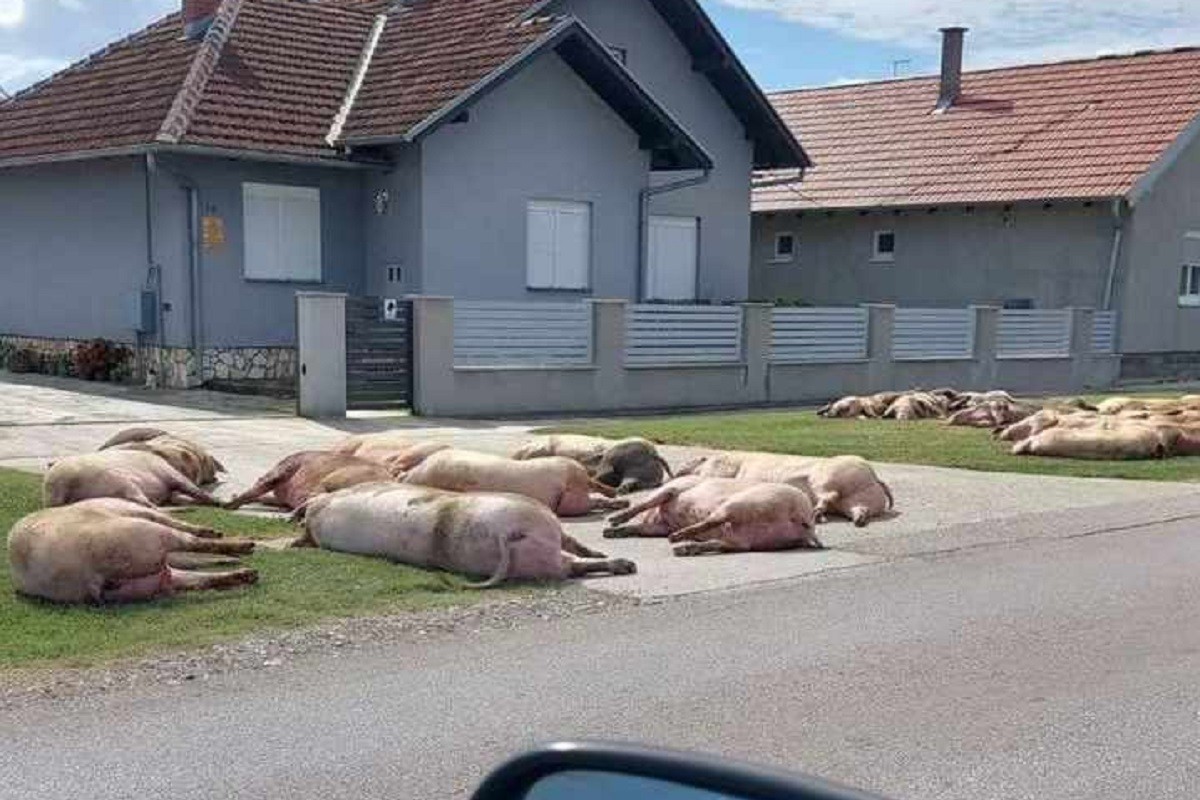Lešine pobijenih svinja leže na ulici u Slavoniji