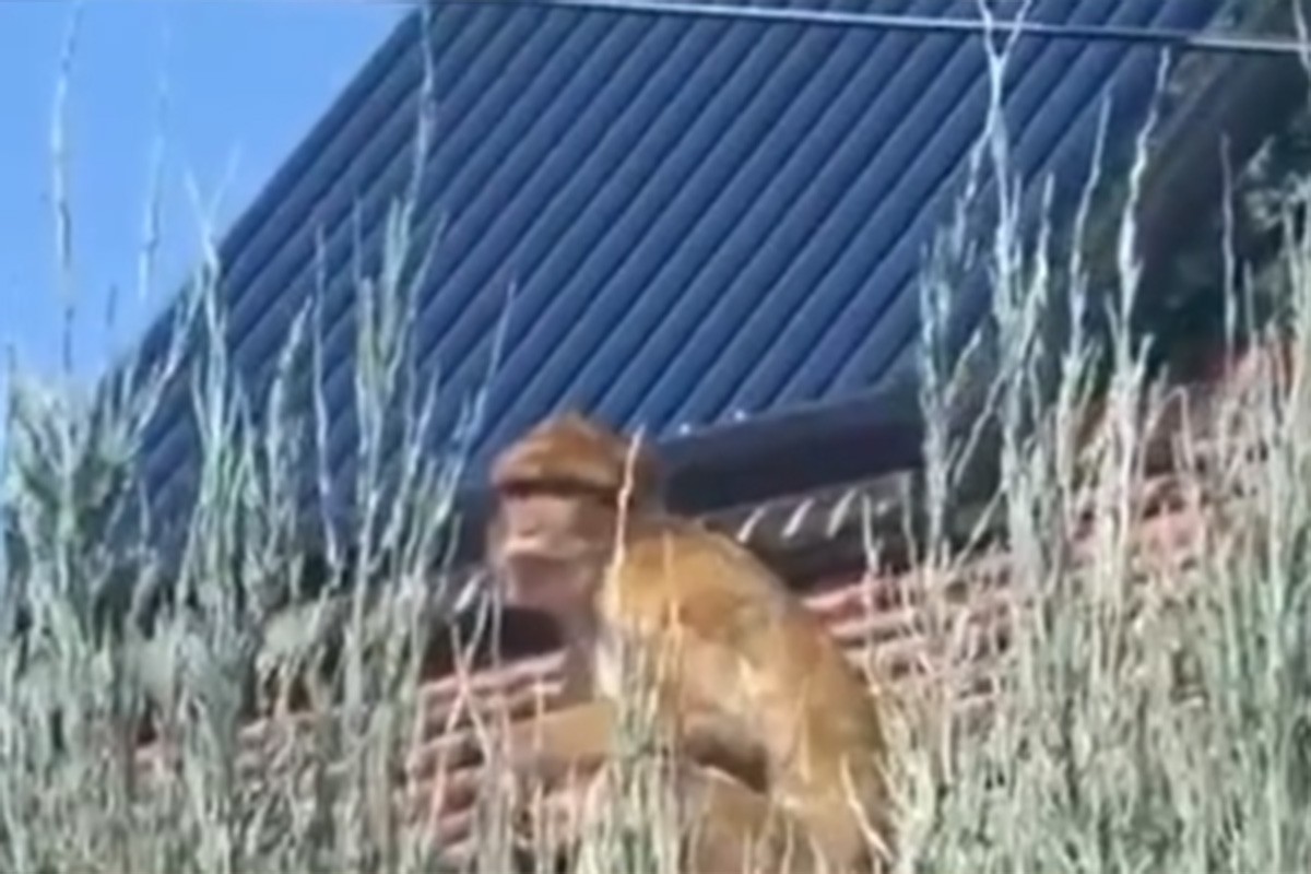 Majmun snimljen na krovu u Beogradu (VIDEO)