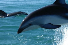 More izbacilo mladunče delfina, spasio ga muškarac