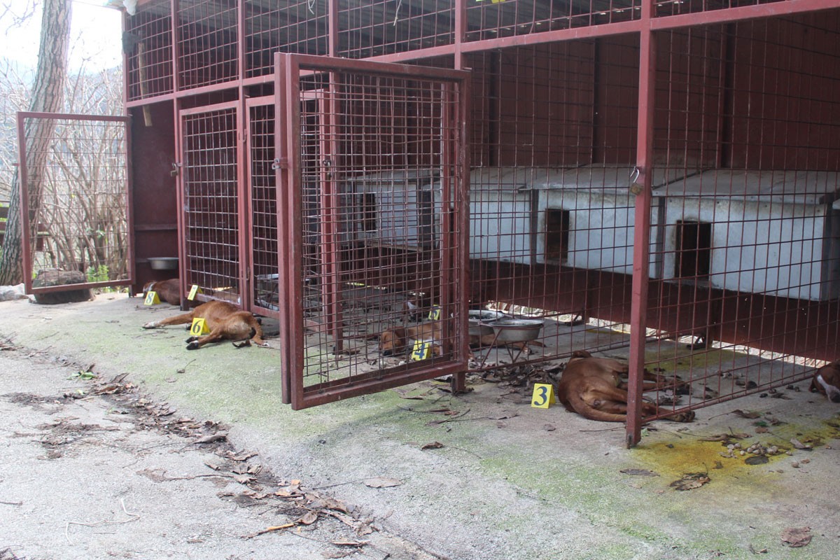 Trebinjski lovci sve glasnije negoduju, otrovano više od 20 lovačkih pasa