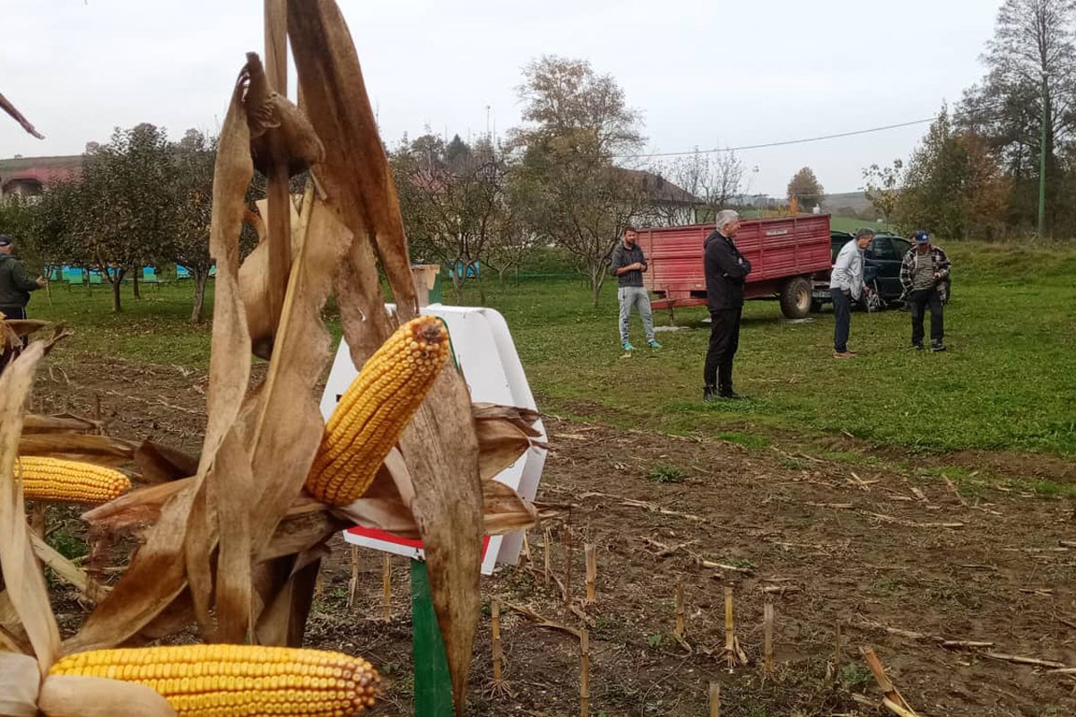 Dobra vijest: Farmeri zadovoljni urodom kukuruza