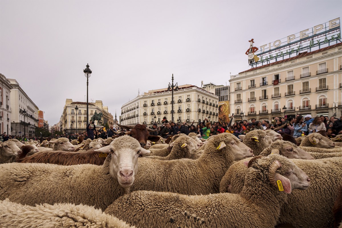 Ovce prošetale Madridom
