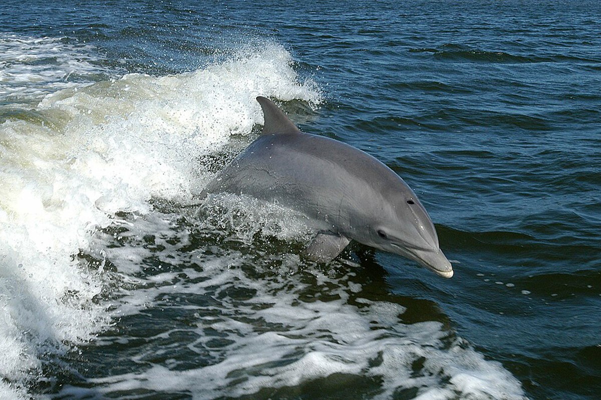 Rusija rasporedila borbene delfine