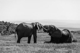 Otkriven uzrok misterioznog pomora slonova u Africi