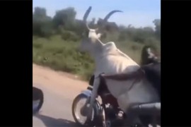 Nestvarna scena na putu: Mladić provozao kravu na motoru (VIDEO)