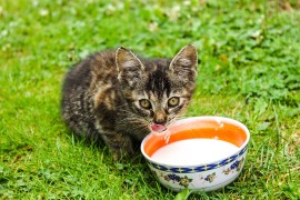 Vic dana: Mačka da pije mlijeko