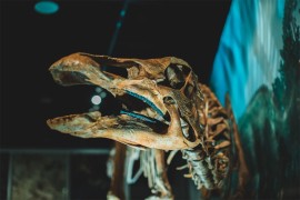 Otkrivena nova vrsta dinosaura: "Bili su brzi"