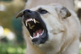 Kako reagovati ako vas napadne pas