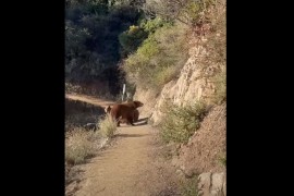 Planinarka hodala uz "zaštitu" ne jednog, nego tri medvjeda (VIDEO)