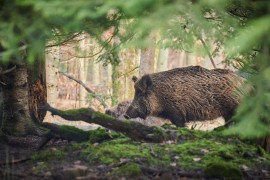 Afrička kuga u Hercegovini prešla na divlje svinje, zabranjen lov