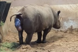 U zoo-vrtu slučajno snimljeno rođenje crnog nosoroga