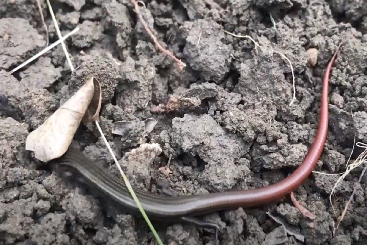 Pronađena zmijolika životinja za koju se mislilo da je davno izumrla (VIDEO)