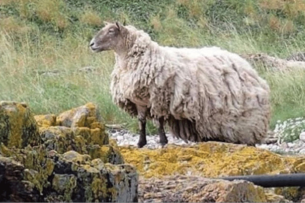 Spasena najusamljenija ovca na svijetu (VIDEO)