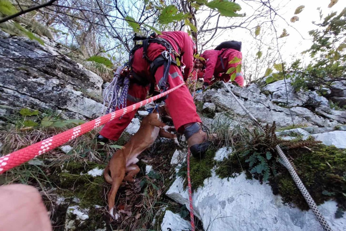 Članovi "Kondora" spasili zalutalog lovačkog psa sa visoke litice