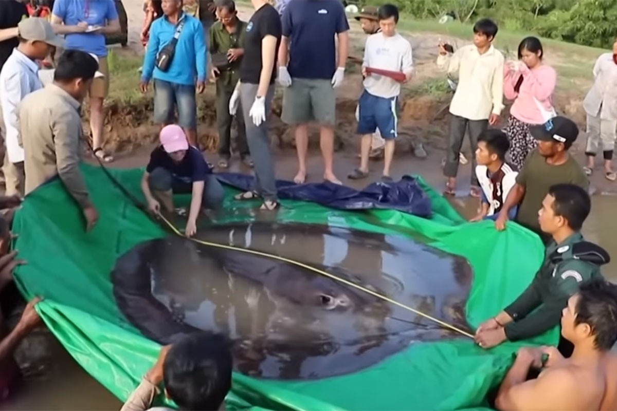 Uhvaćena najveća riba svih vremena: Teži više od 300 kilograma (VIDEO)
