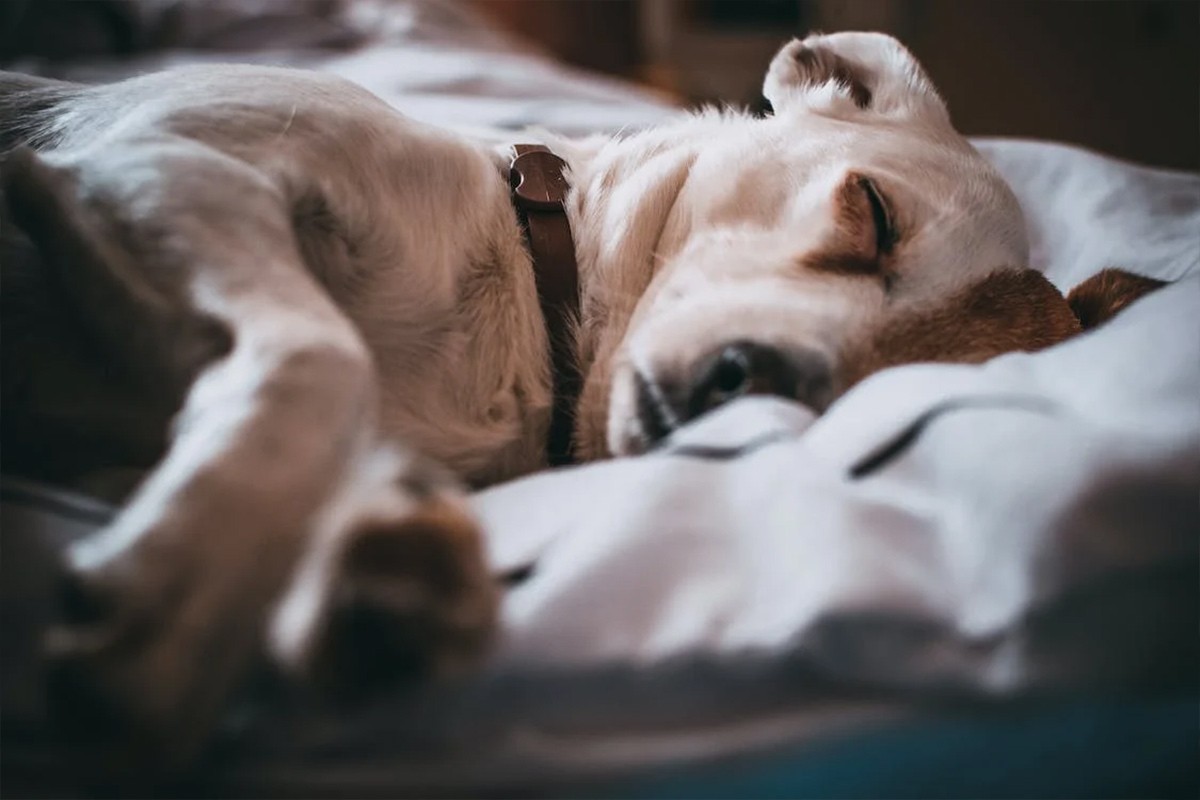Evo zašto pse ne bi trebalo buditi