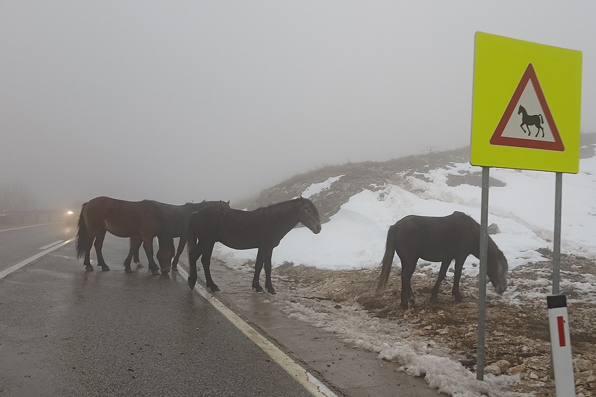 Predivan prizor na prevoju Borova Glava, divlji konji na putu (FOTO)