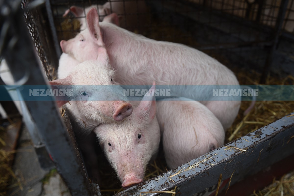 Dva miliona za saniranje posljedica afričke kuge svinja