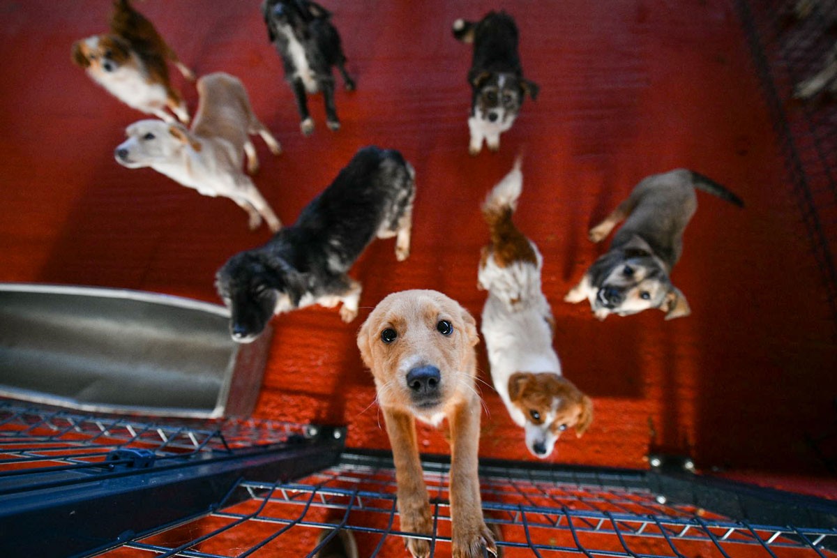 Deset tona suve hrane za pse iz banjalučkog azila