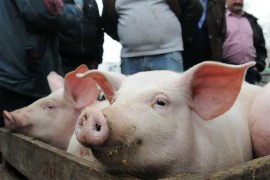Veliki rizik od prenosa kuge sa divljih svinja na domaće