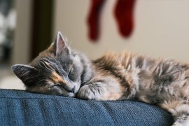 Prosječna mačka spava 12 do 16 sati dnevno