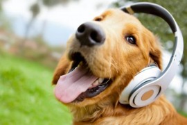 Kako muzika utiče na pse? Evo šta kaže novo istraživanje