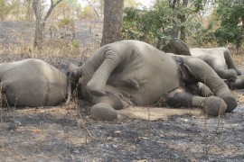 Alarmantno: Najmanje 100 slonova uginulo