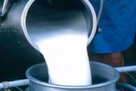 Isplaćena 2,4 miliona KM premija za mlijeko