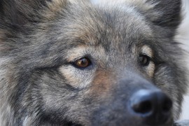 Tokom pripitomljavanja psi su promijenili boju očiju