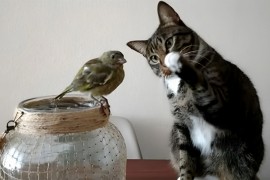 Mačka oduševila internet reakcijom na pticu (VIDEO)