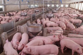 Ukinuta vanredna situacija zbog afričke kuge svinje