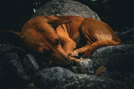 Veterinari upozoravaju: Ne budite psa dok spava