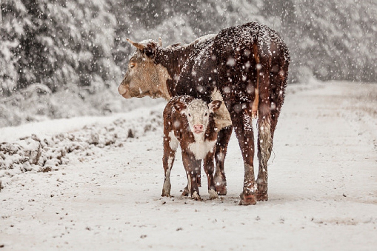 Snijeg na Suvoj planini zavijao više od 120 krava
