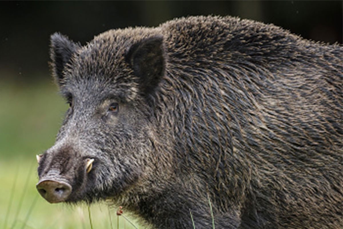 Afrička kuga potvrđena na leševima divljih svinja na području Sokoca