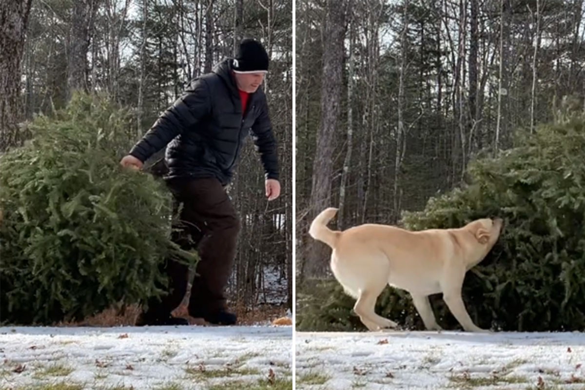 Vlasnik pokazao kako idu pripreme za Božić kada imate labradora (VIDEO)