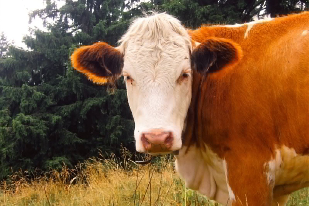Češkanje krava kao antistres terapija