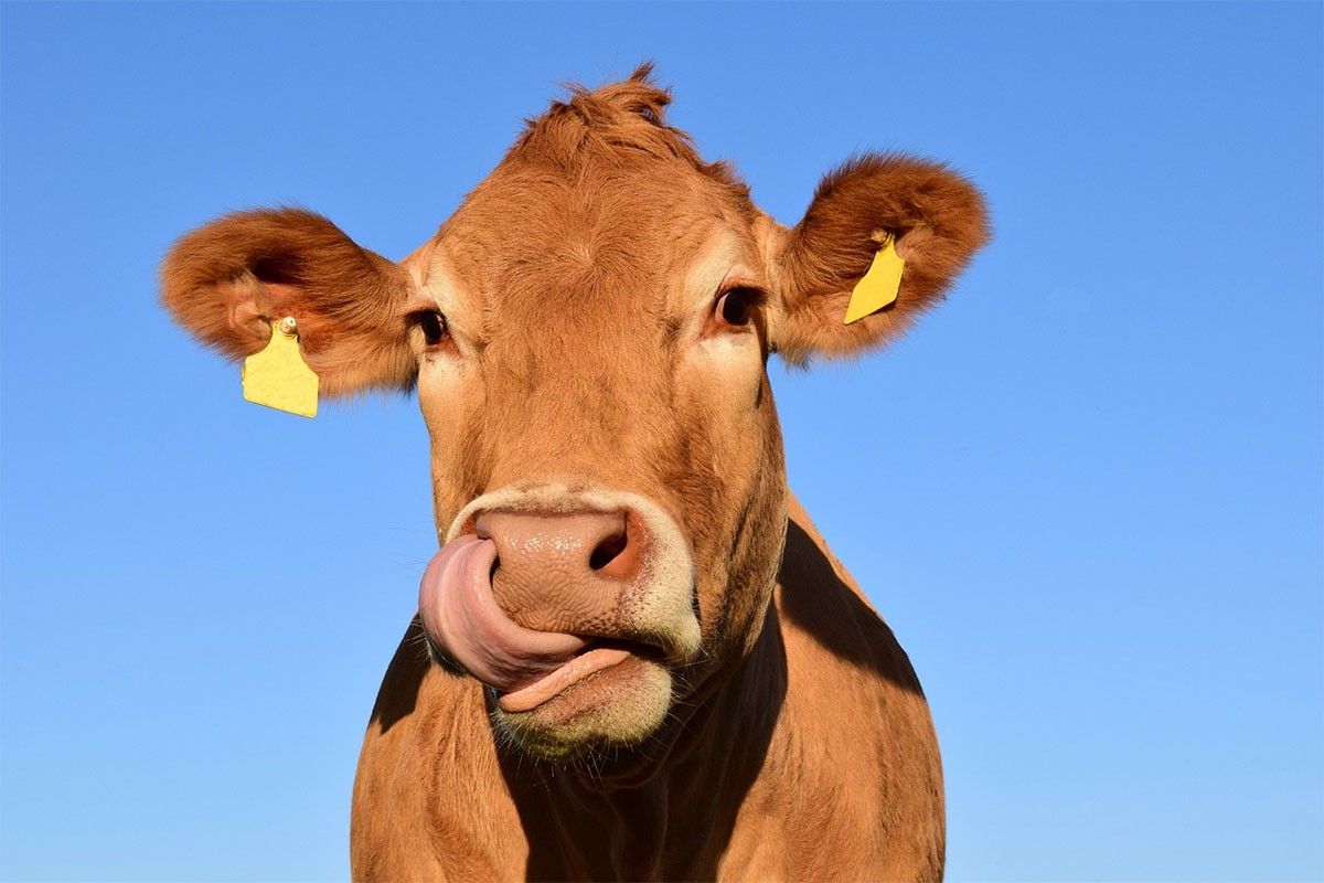 Francuski sud ozakonio i pravo krava na mukanje