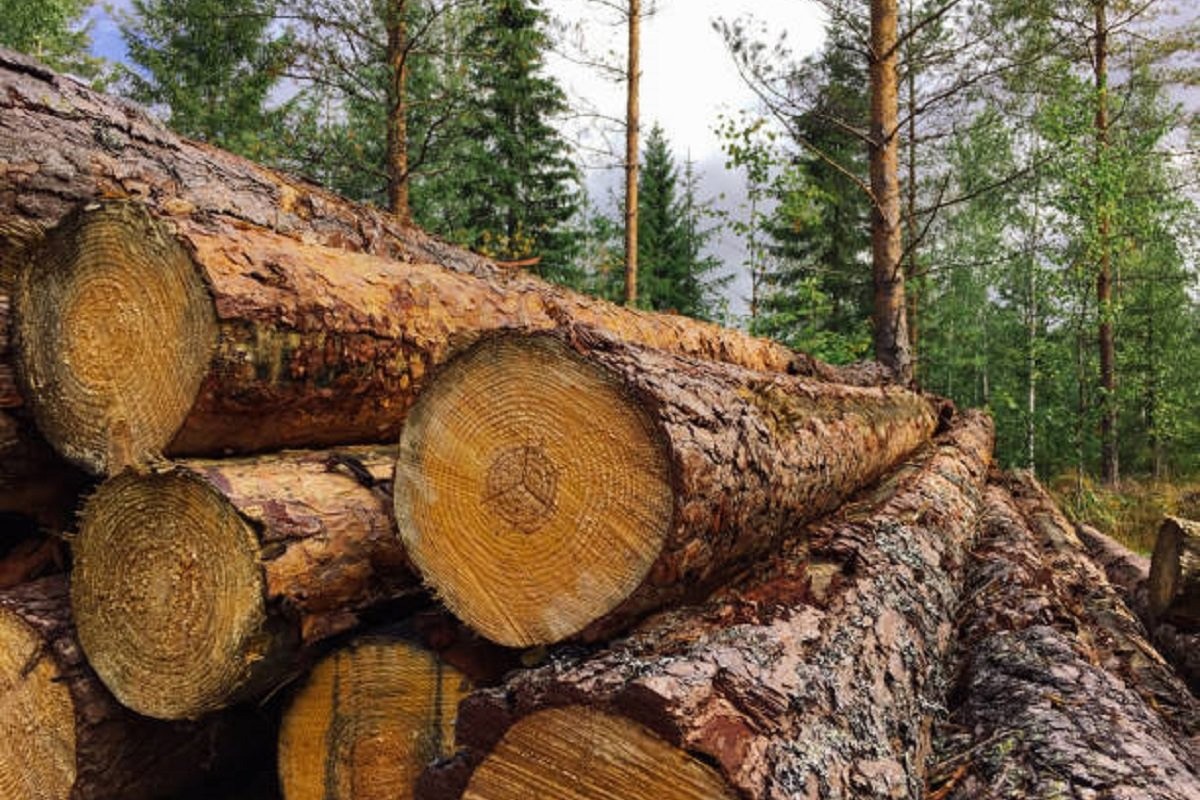 Andrić: Proizvodni plan drvnih sortimenata ove godine neće biti ostvaren