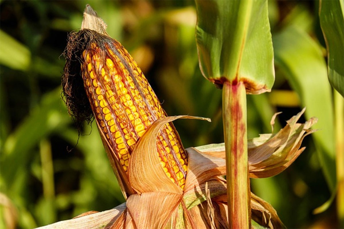 Oborio rekord: Ratar dobio gotovo 40 tona kukuruza po hektaru