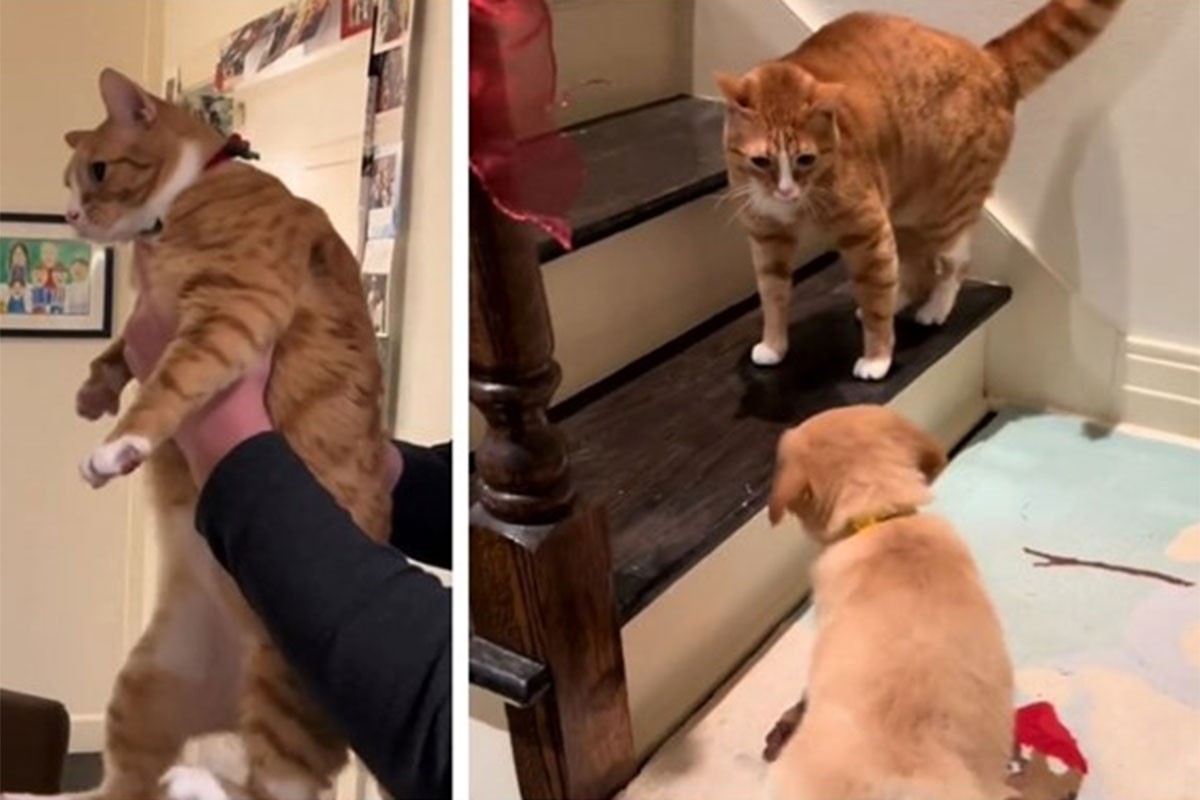Prvi susret ovog mačka i šteneta nije pošao po planu, pogledajte zašto (VIDEO)
