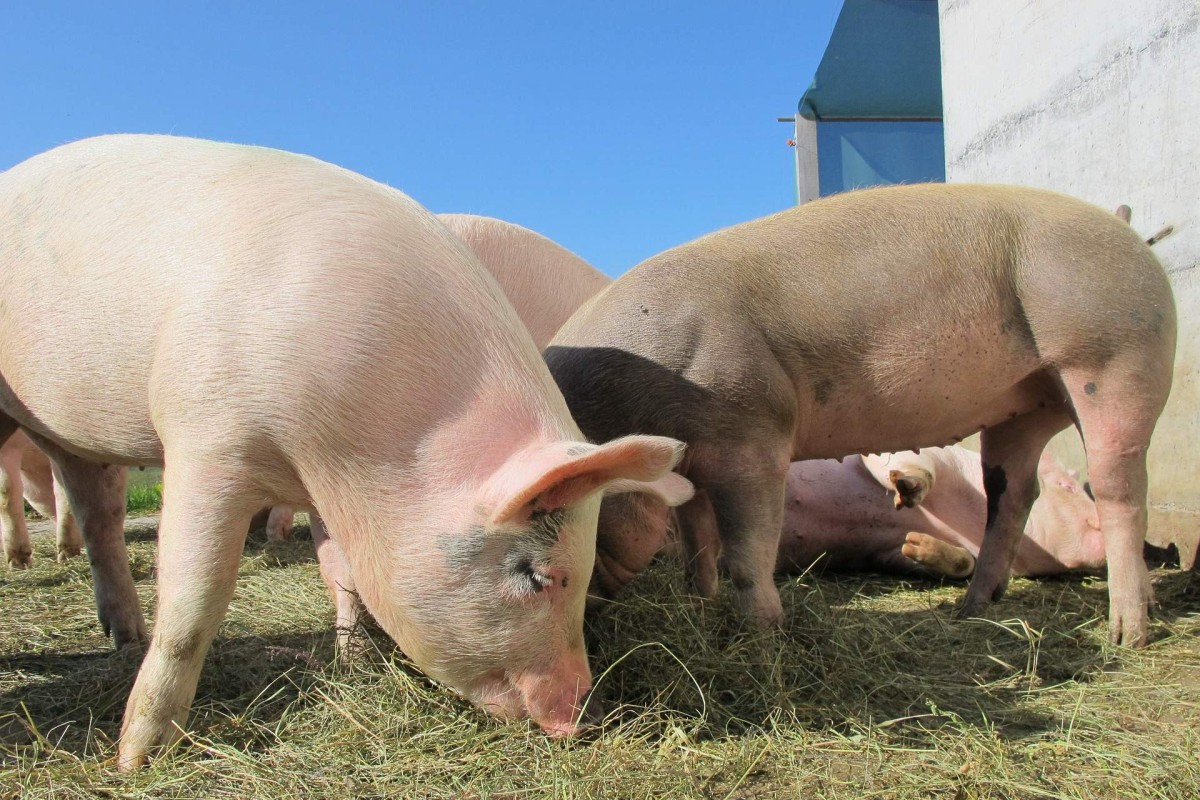 Upozorenje ambasade: Ne nosite svinjsko meso iz BiH u Austriju