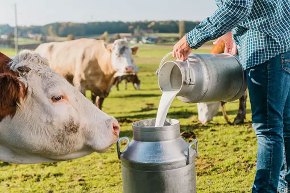 Republika Srpska bilježi pad proizvodnje mlijeka