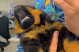 Dramatično štene rotvajlera ne želi popiti lijek, video je hit